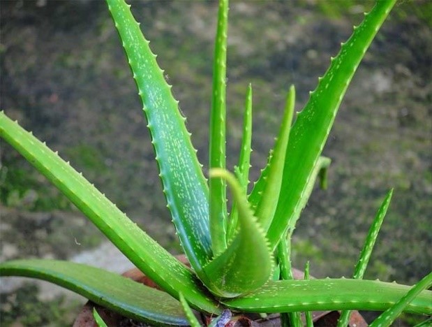 LIDAH BUAYA LIDAH BUAYA