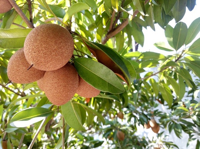 BUAH SAWO BUAH SAWO