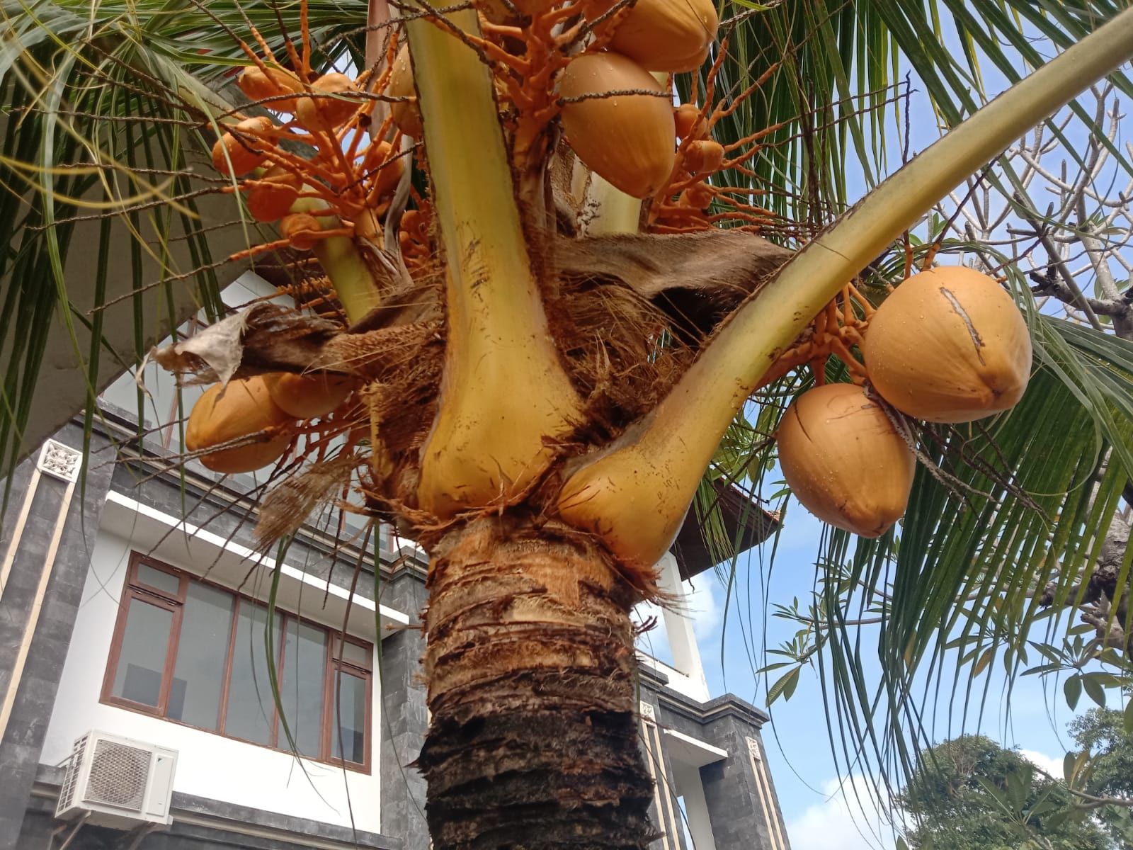 KELAPA KELAPA