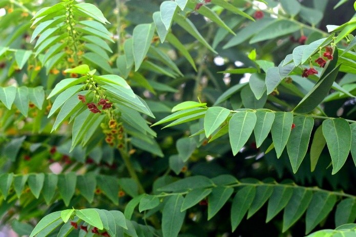 DAUN KATUK DAUN KATUK