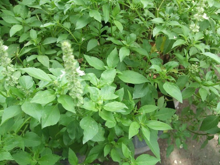 KEMANGI KEMANGI