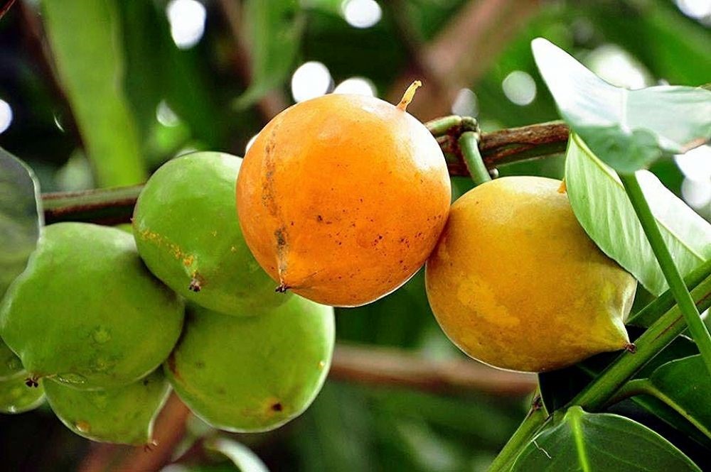 BUAH MUNDU BUAH MUNDU