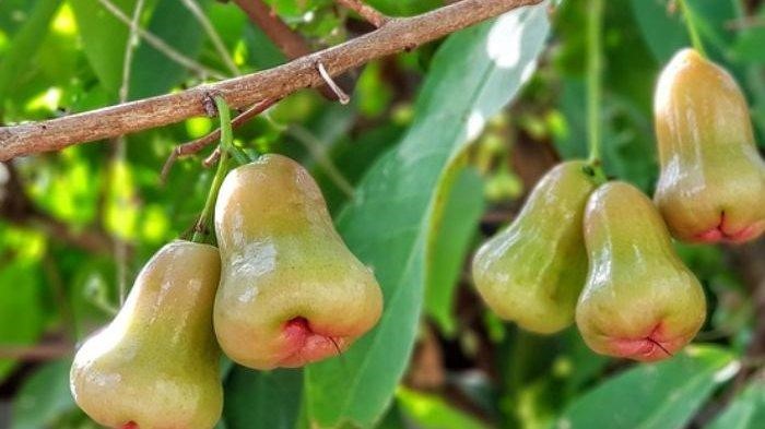 JAMBU AIR JAMBU AIR