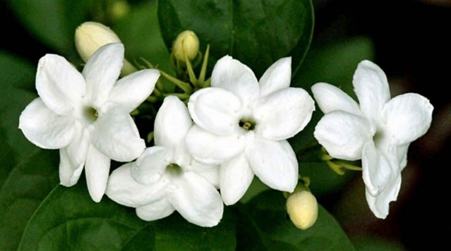 MELATI MELATI